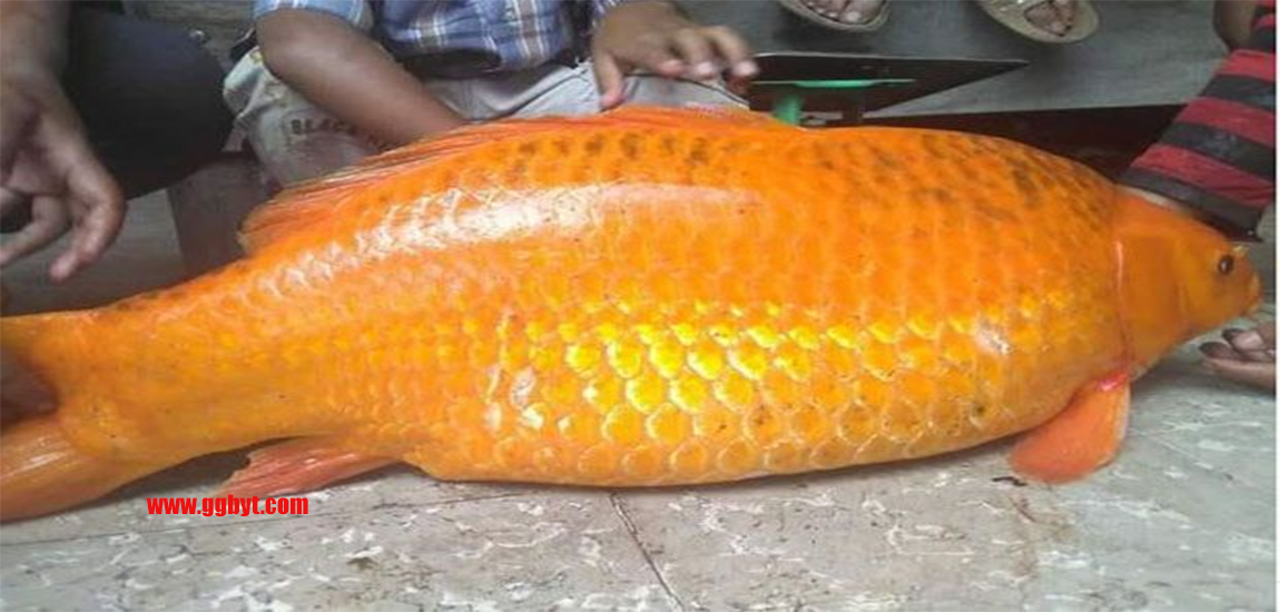 Ikan Mas